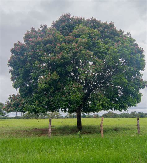 tonka tree.